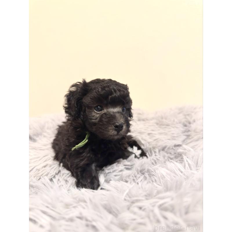 販売中の岡山県のトイプードル-438844の5枚目