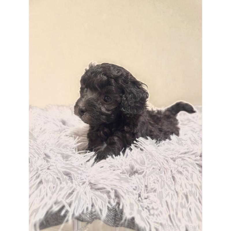 販売中の岡山県のトイプードル-438844の3枚目