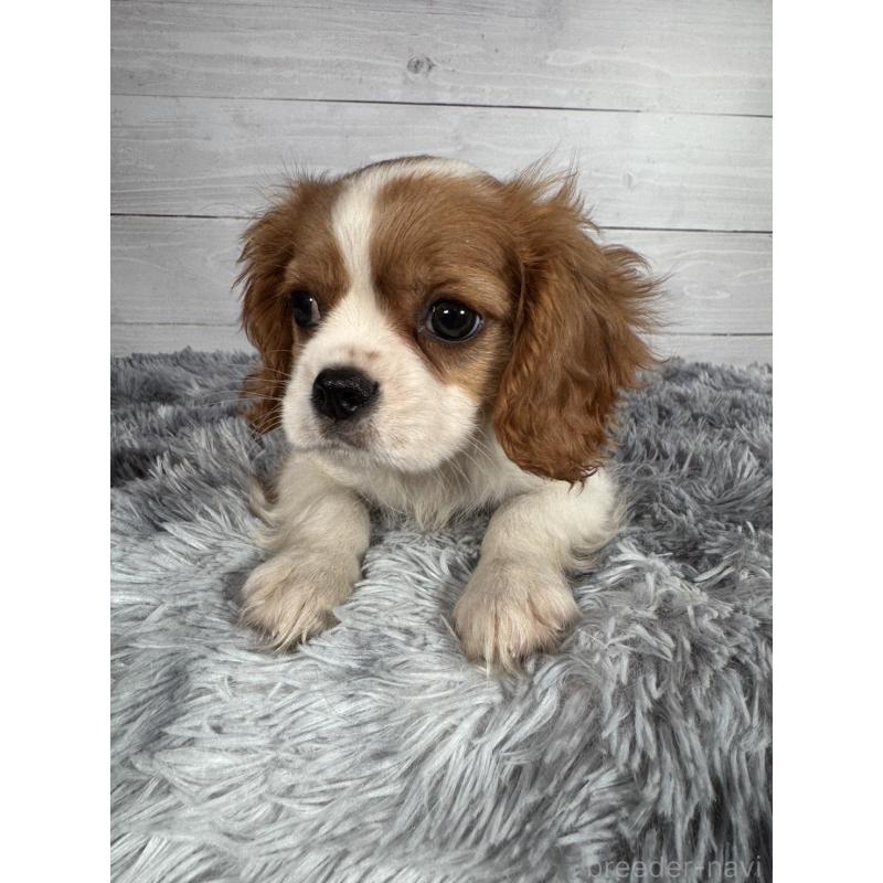 販売中の東京都のキャバリアキングチャールズスパニエル-430478の5枚目