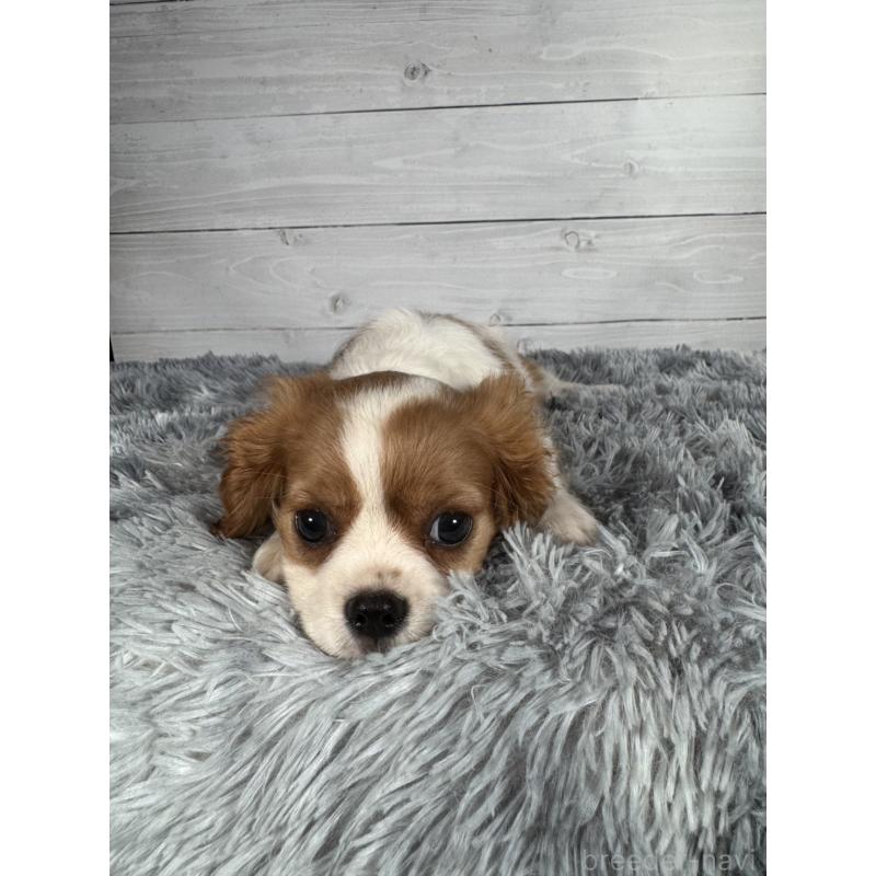 販売中の東京都のキャバリアキングチャールズスパニエル-430478の4枚目