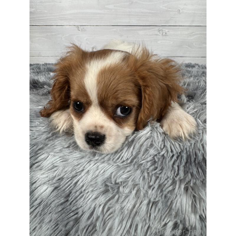 販売中の東京都のキャバリアキングチャールズスパニエル-430478の3枚目