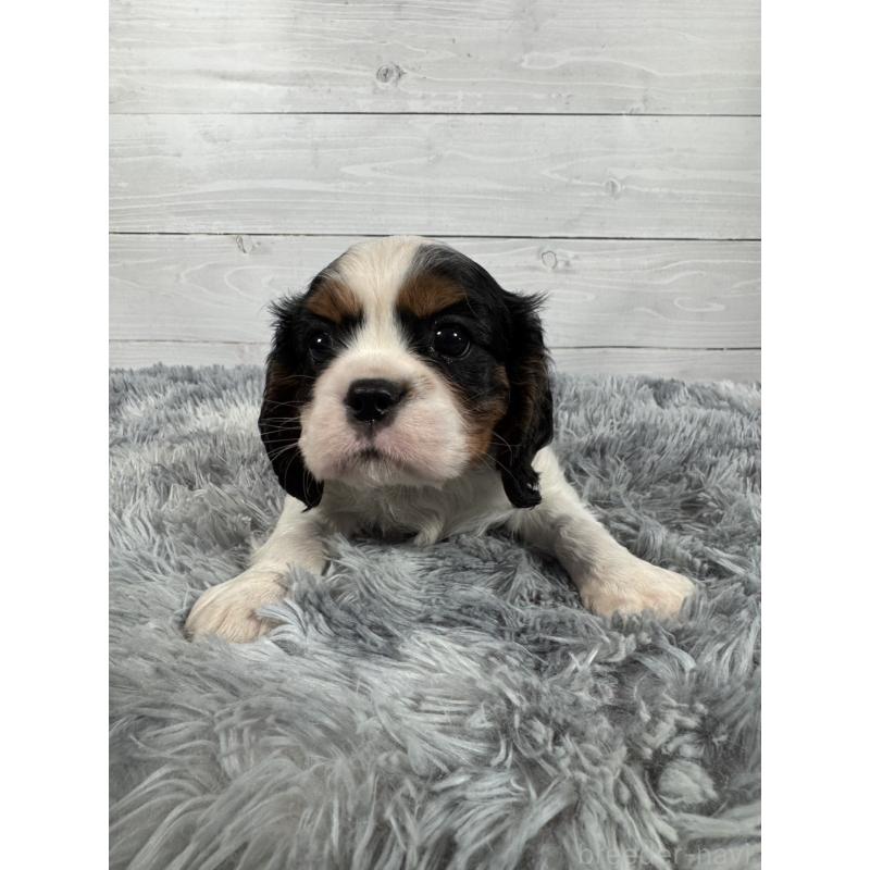 販売中の東京都のキャバリアキングチャールズスパニエル-430480の6枚目