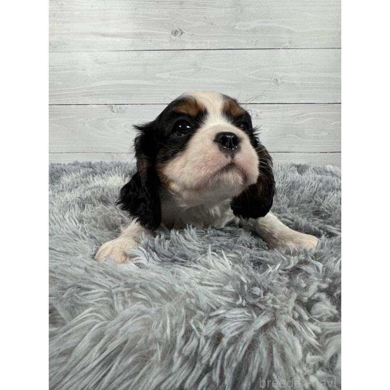 販売中の東京都のキャバリアキングチャールズスパニエル-430480の5枚目