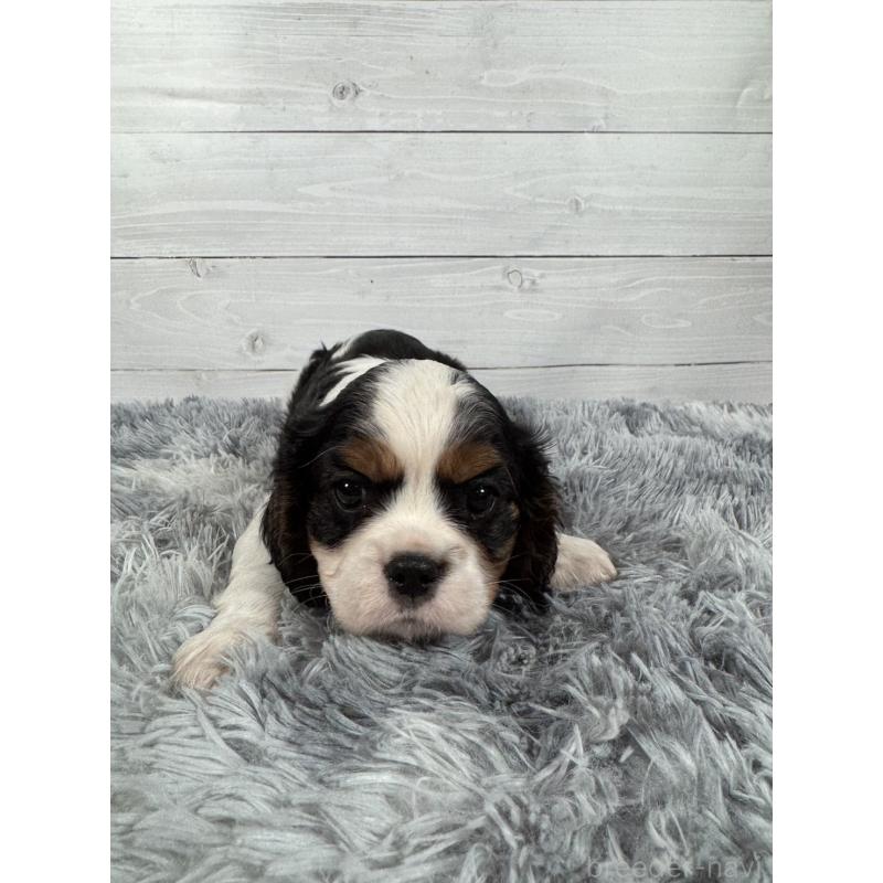 販売中の東京都のキャバリアキングチャールズスパニエル-430480の4枚目