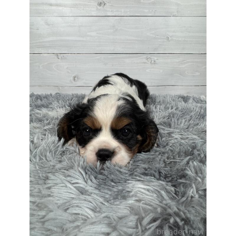 販売中の東京都のキャバリアキングチャールズスパニエル-430480の3枚目