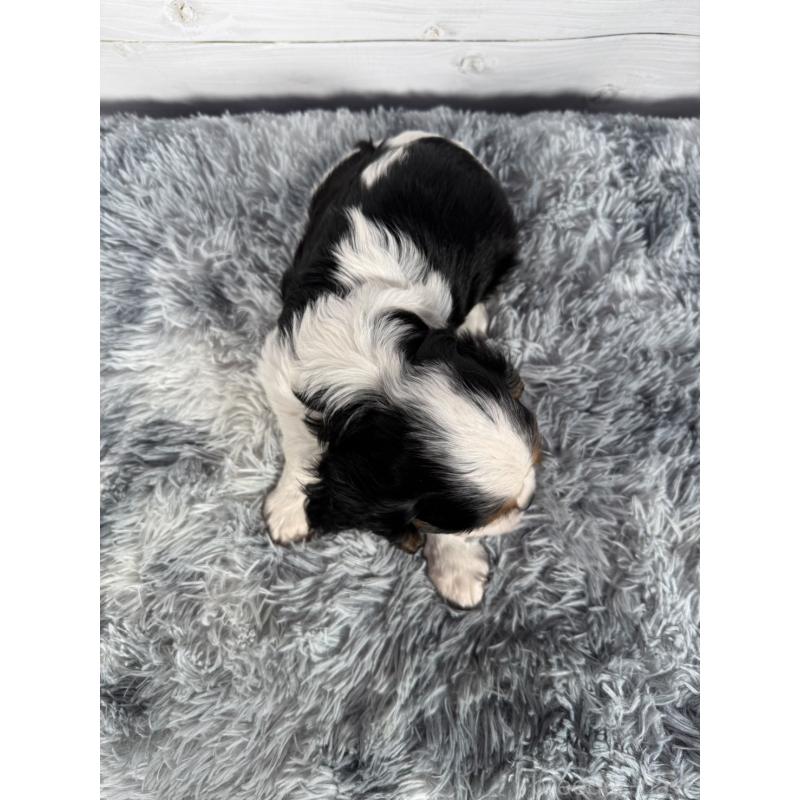 販売中の東京都のキャバリアキングチャールズスパニエル-430480の2枚目