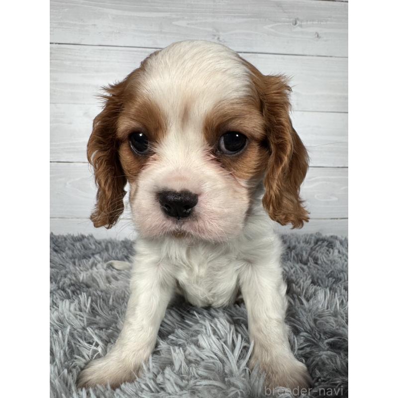 販売中の東京都のキャバリアキングチャールズスパニエル-430479の6枚目