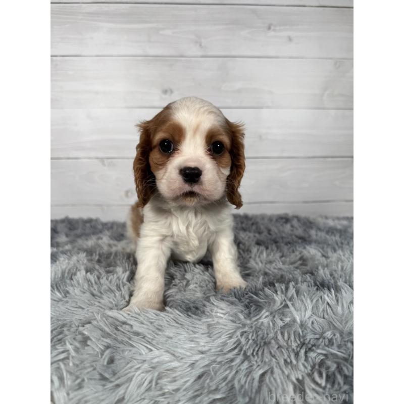 販売中の東京都のキャバリアキングチャールズスパニエル-430479の5枚目