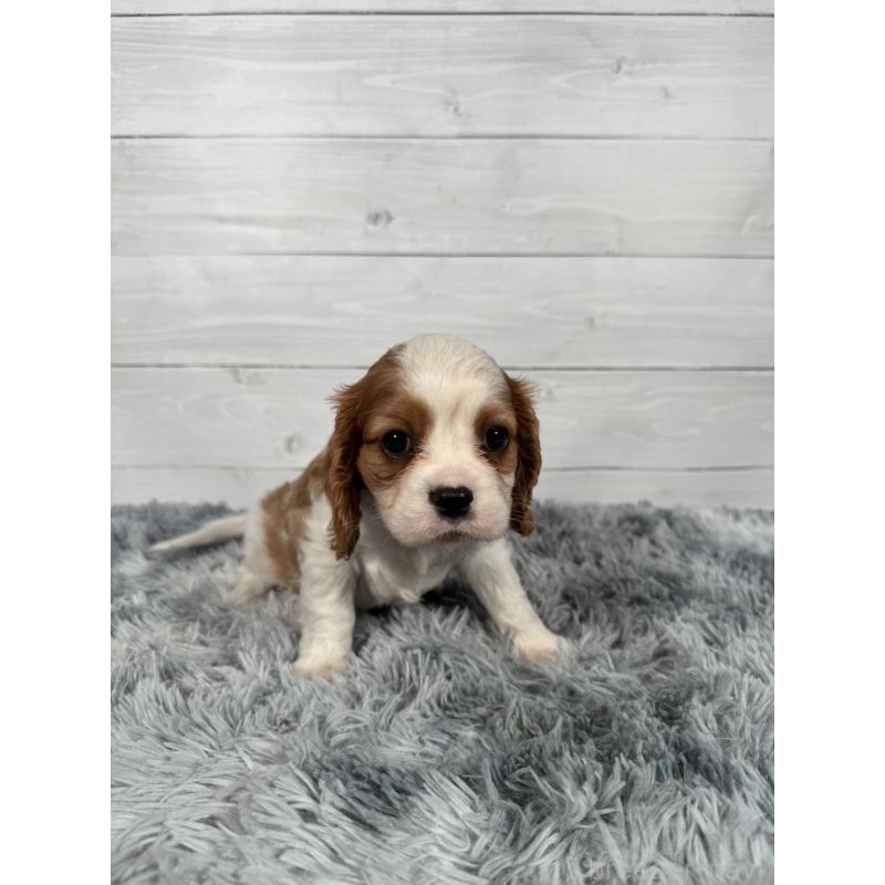 販売中の東京都のキャバリアキングチャールズスパニエル-430479の4枚目