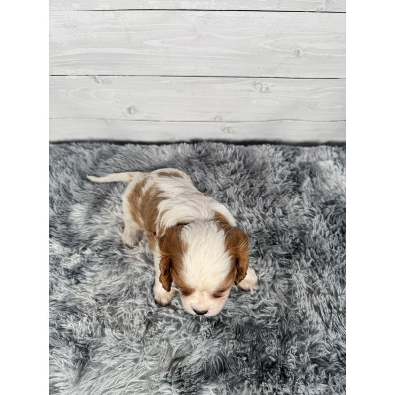 販売中の東京都のキャバリアキングチャールズスパニエル-430479の3枚目