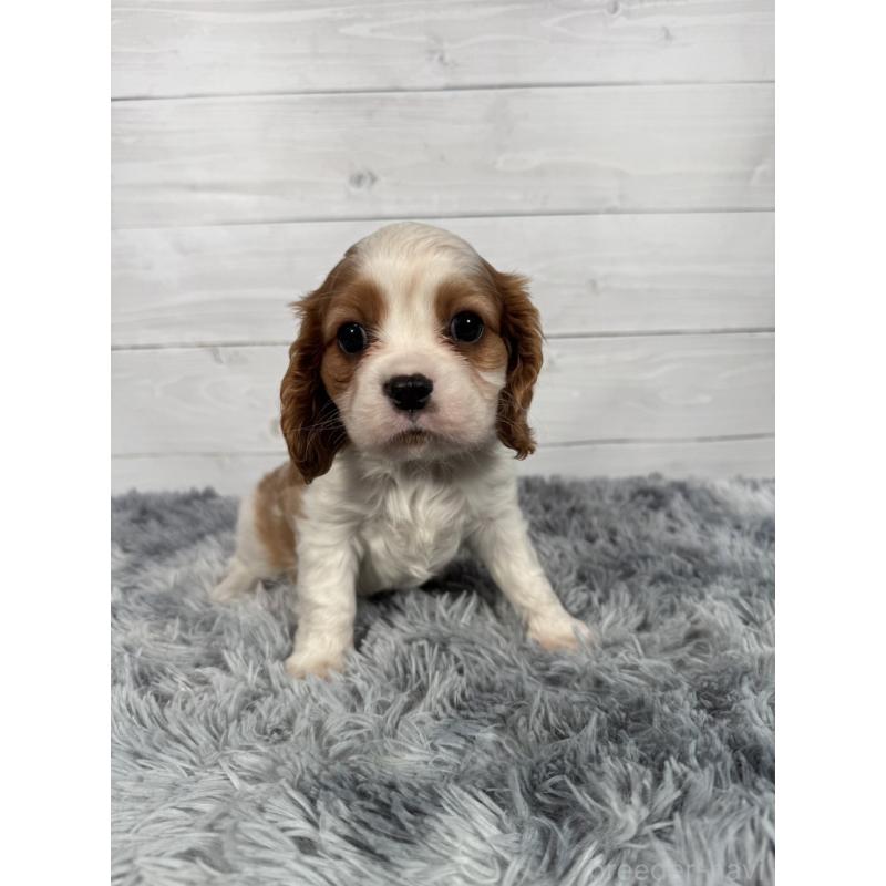 販売中の東京都のキャバリアキングチャールズスパニエル-430479の2枚目