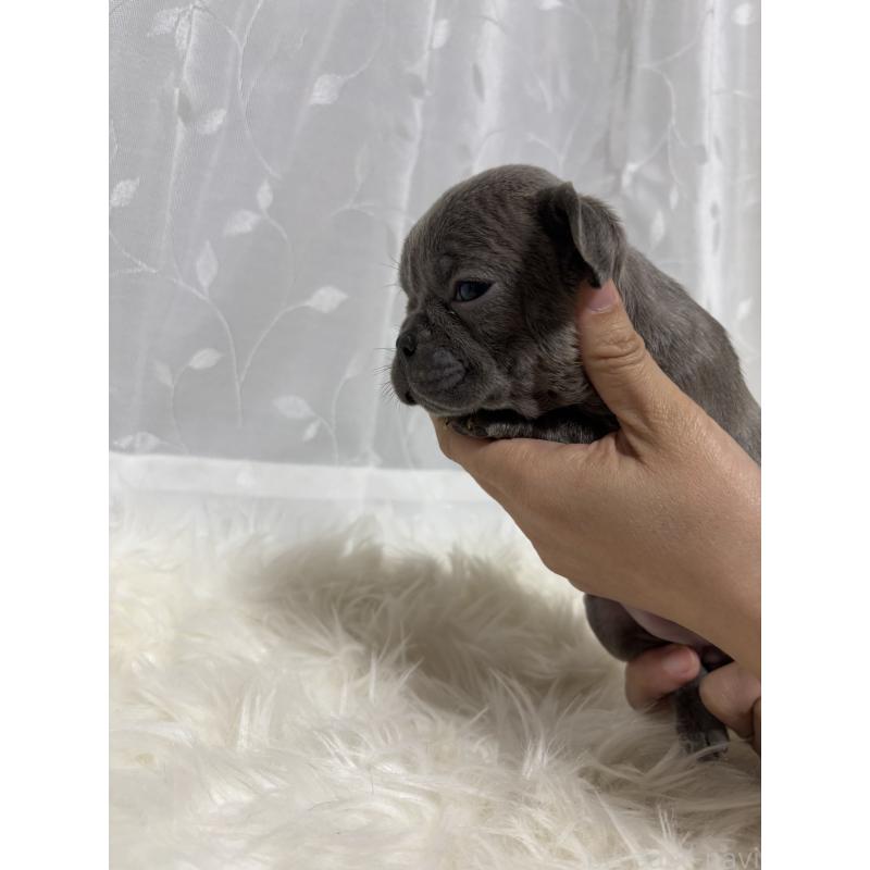 販売中の愛媛県のフレンチブルドッグ-438845の3枚目