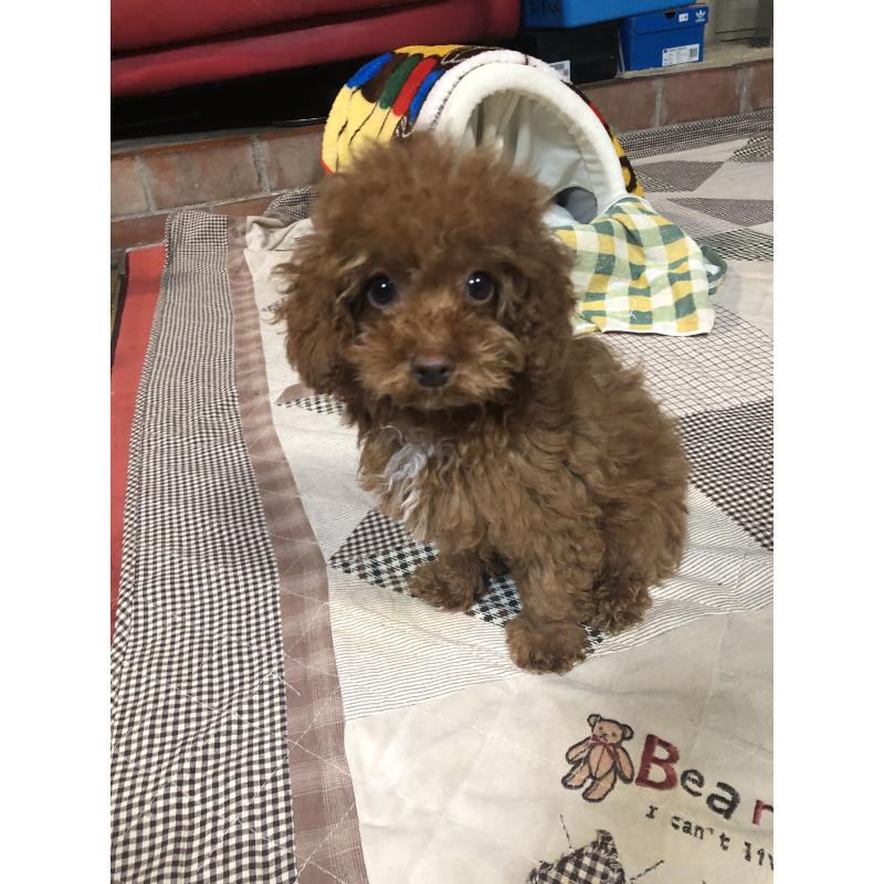 販売中の兵庫県のトイプードル-425599