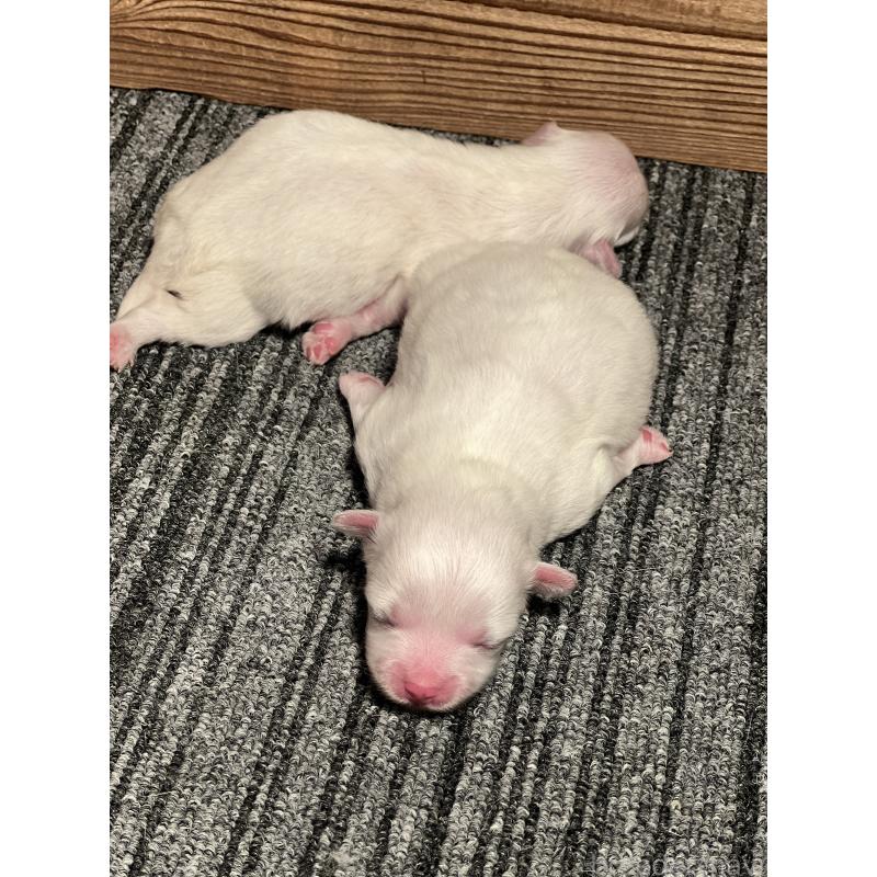 販売中の静岡県のマルチーズ-438849の7枚目