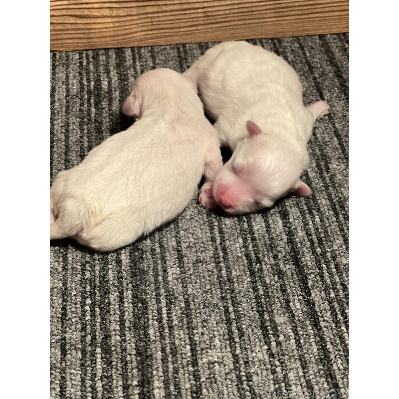 販売中の静岡県のマルチーズ-438849の6枚目