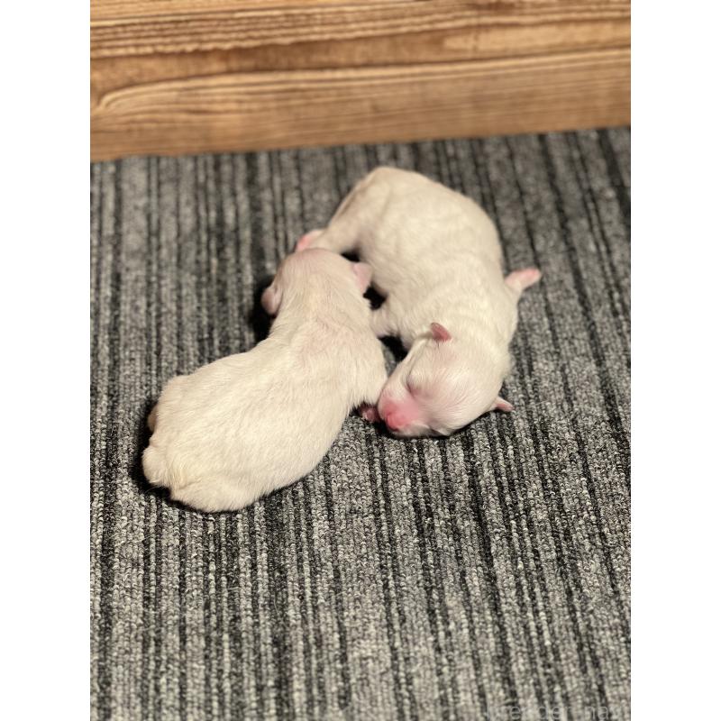 販売中の静岡県のマルチーズ-438849の5枚目