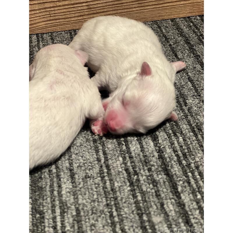 販売中の静岡県のマルチーズ-438849の4枚目