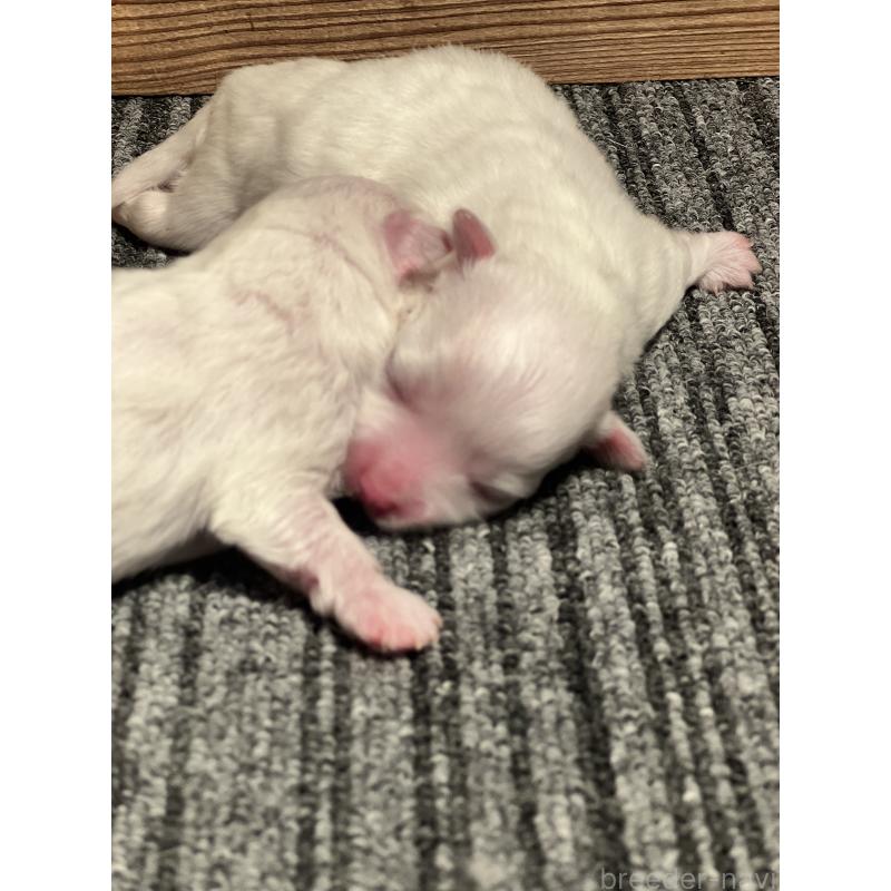 販売中の静岡県のマルチーズ-438849の3枚目