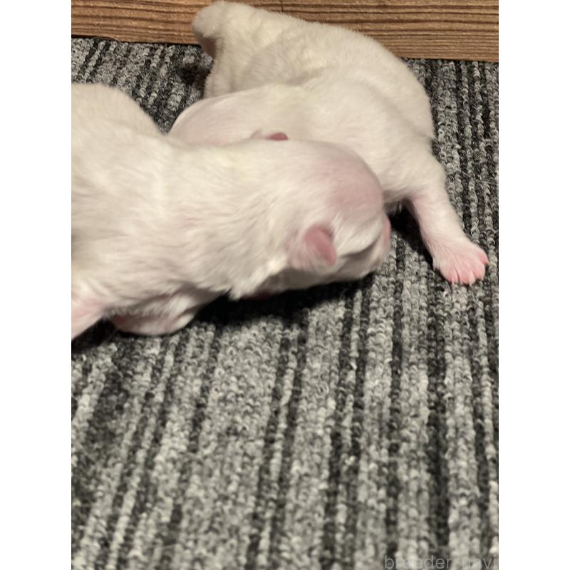 販売中の静岡県のマルチーズ-438849の2枚目