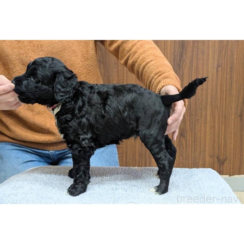 販売中の東京都のポーチュギーズウォータードッグ-438585の5枚目