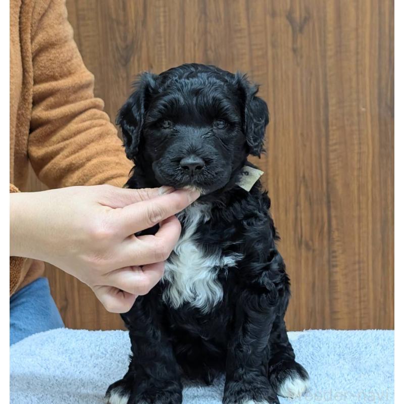 販売中の東京都のポーチュギーズウォータードッグ-438585の4枚目