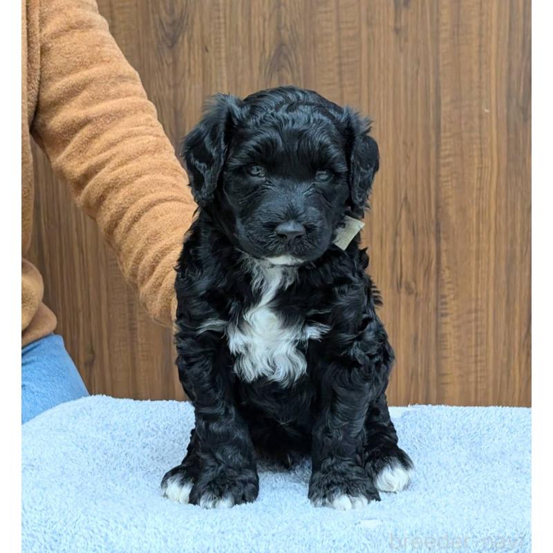 販売中の東京都のポーチュギーズウォータードッグ-438585の3枚目