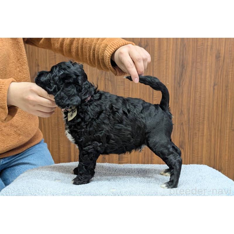 販売中の東京都のポーチュギーズウォータードッグ-437305の5枚目