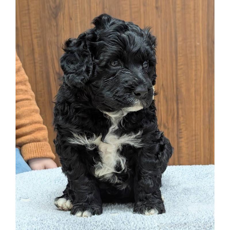 販売中の東京都のポーチュギーズウォータードッグ-437305の4枚目