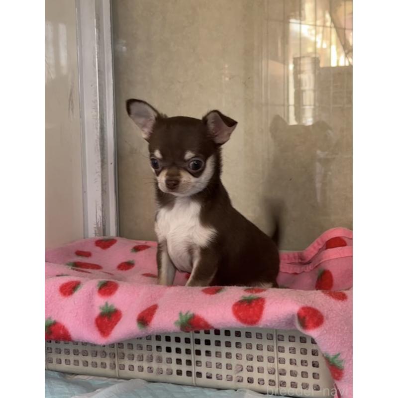 販売中の福岡県のチワワ(スムースコート)-430934の9枚目