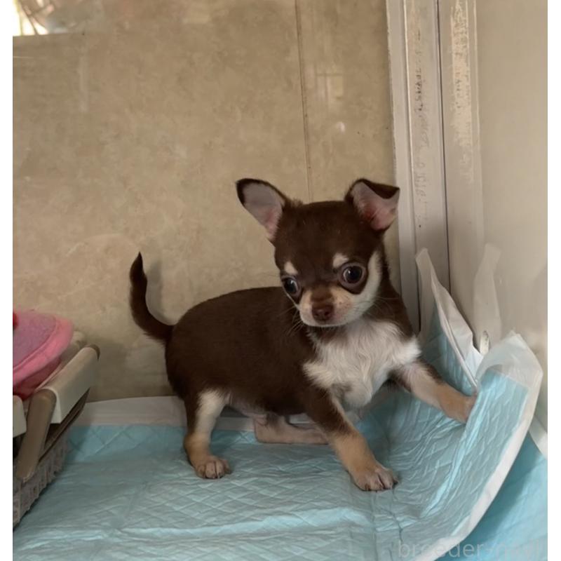 販売中の福岡県のチワワ(スムースコート)-430934の7枚目