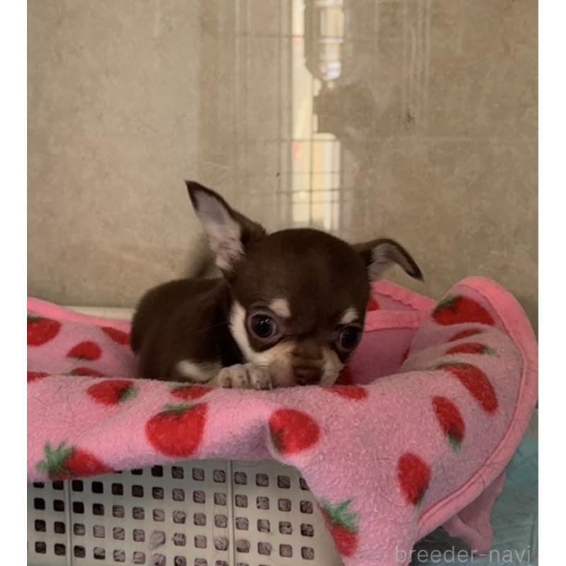 販売中の福岡県のチワワ(スムースコート)-430934の6枚目