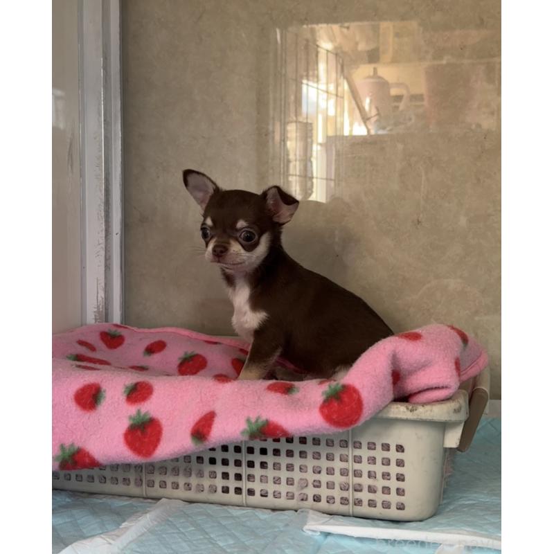 販売中の福岡県のチワワ(スムースコート)-430934の5枚目