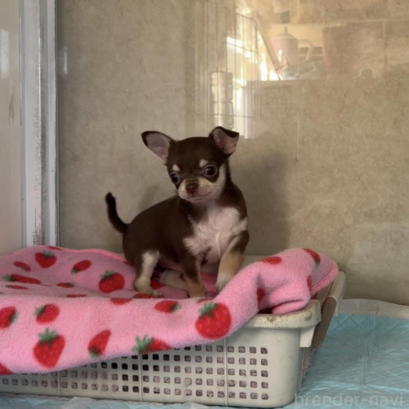 販売中の福岡県のチワワ(スムースコート)-430934