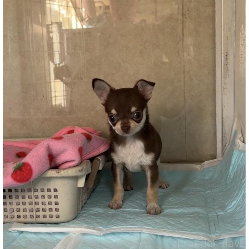 販売中の福岡県のチワワ(スムースコート)-430934の4枚目