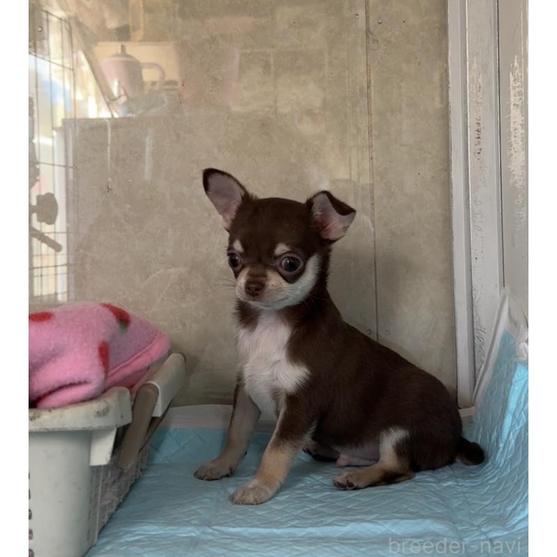 販売中の福岡県のチワワ(スムースコート)-430934の3枚目