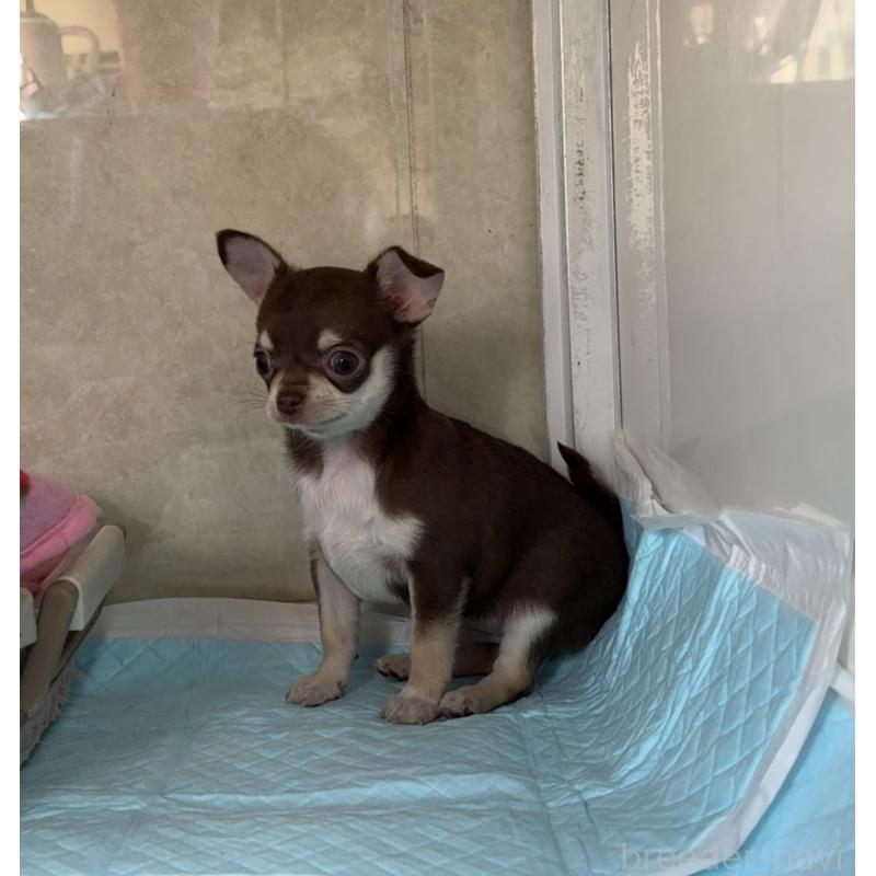 販売中の福岡県のチワワ(スムースコート)-430934の2枚目