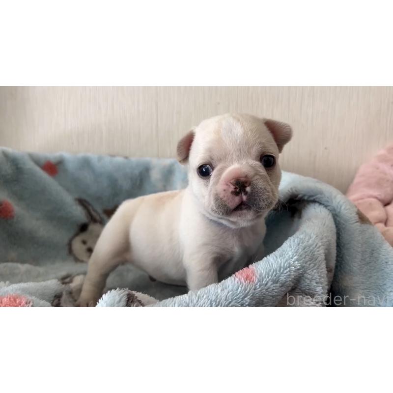 販売中の岡山県のフレンチブルドッグ-434752の9枚目
