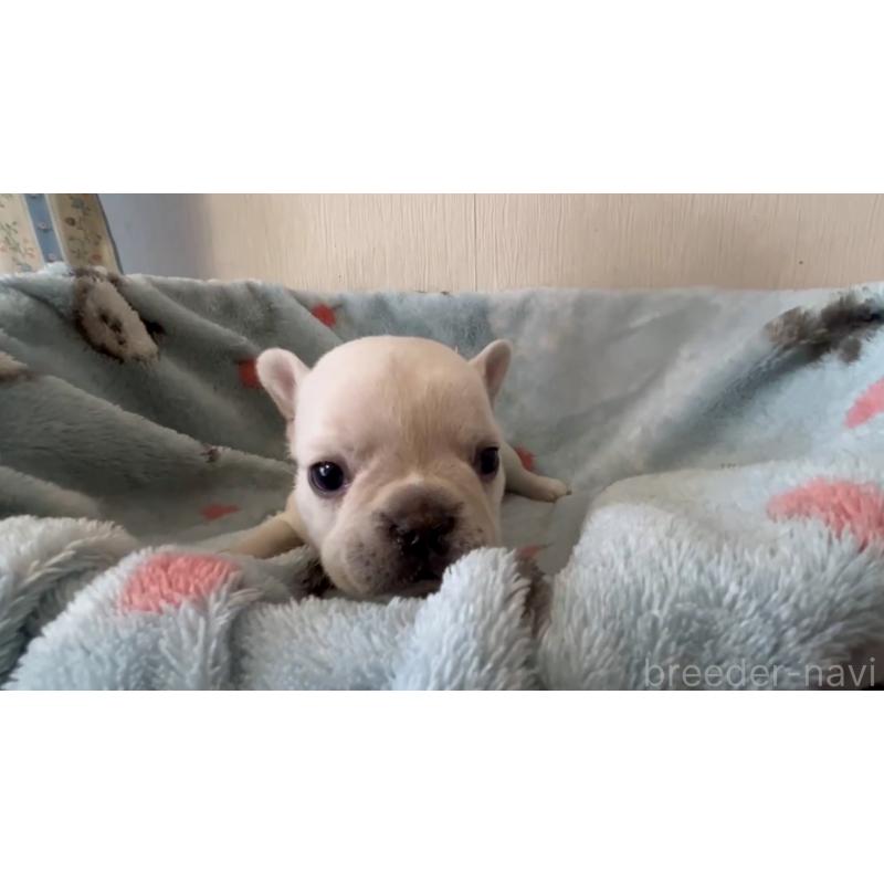 販売中の岡山県のフレンチブルドッグ-434753の8枚目