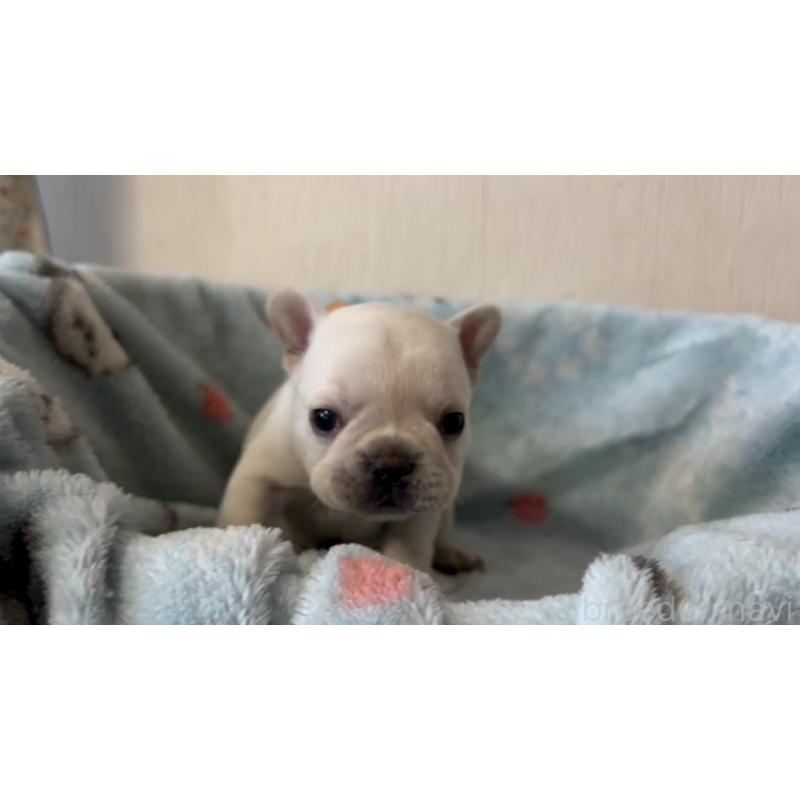 販売中の岡山県のフレンチブルドッグ-434753の7枚目