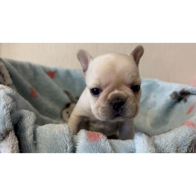 販売中の岡山県のフレンチブルドッグ-434754の16枚目