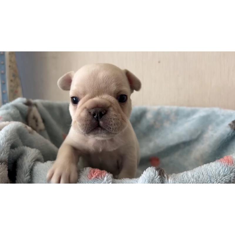 販売中の岡山県のフレンチブルドッグ-434755の19枚目