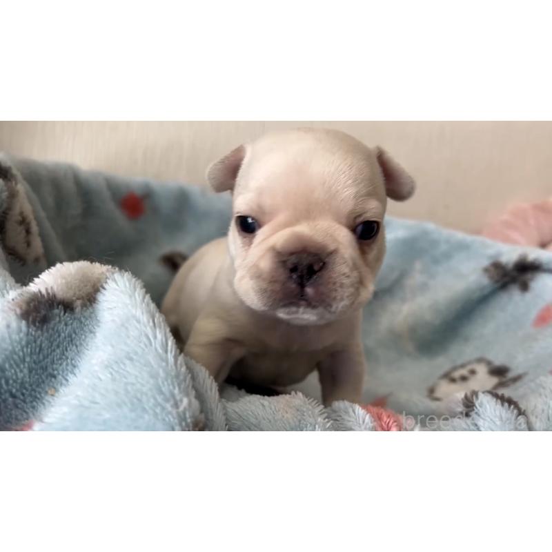 販売中の岡山県のフレンチブルドッグ-434755の17枚目