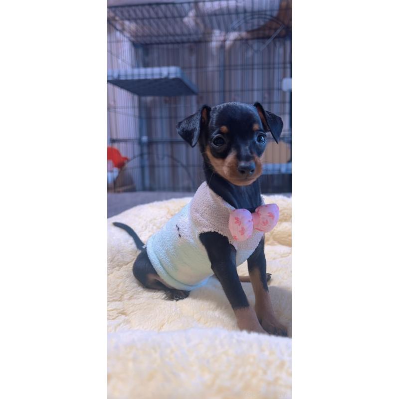 販売中の岐阜県のミニチュアピンシャー(ミニピン)-438851の9枚目