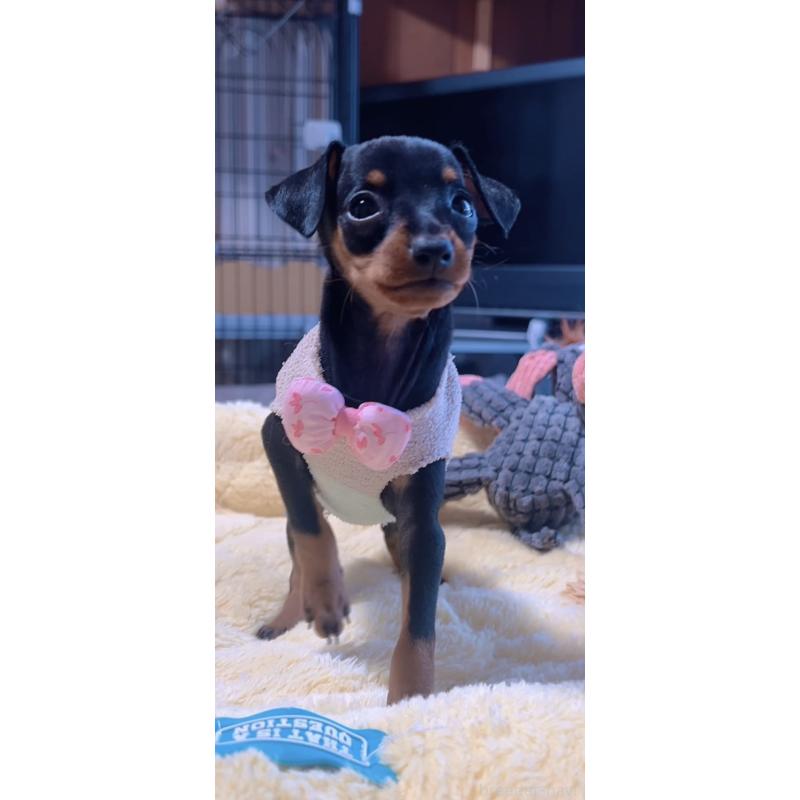 販売中の岐阜県のミニチュアピンシャー(ミニピン)-438851の8枚目