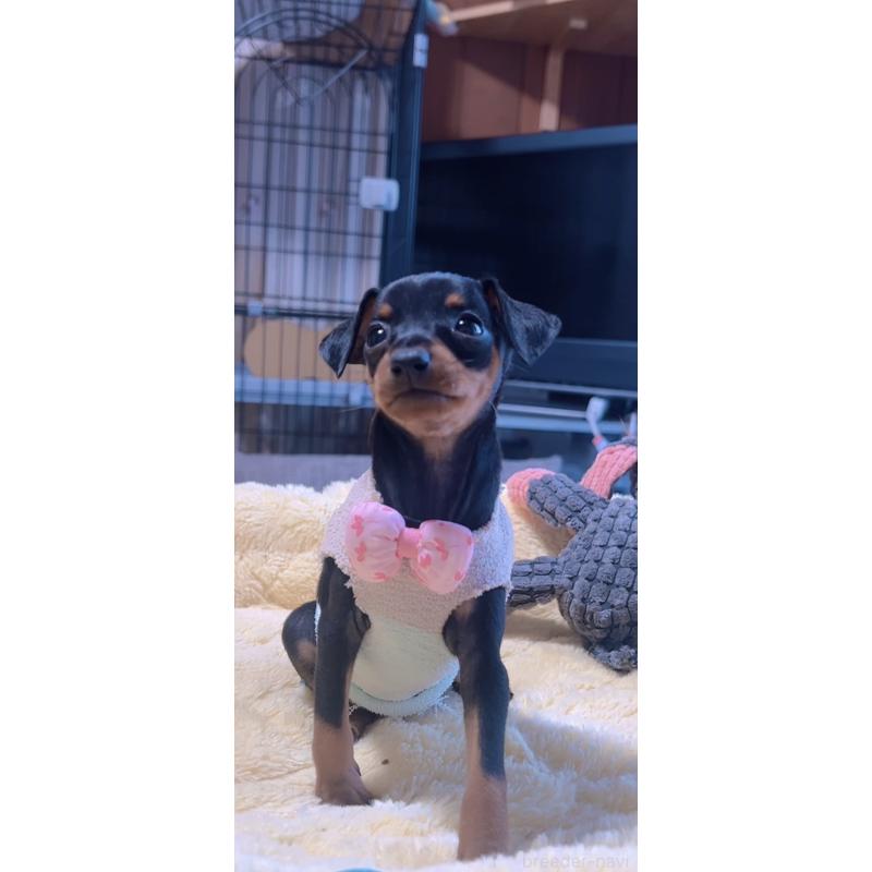 販売中の岐阜県のミニチュアピンシャー(ミニピン)-438851の7枚目