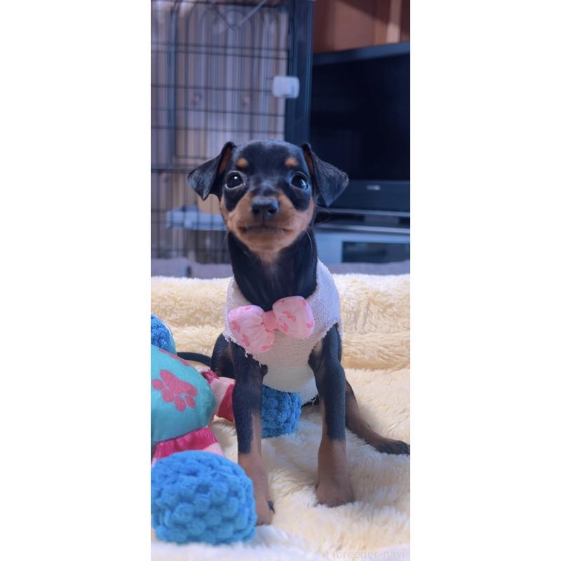 販売中の岐阜県のミニチュアピンシャー(ミニピン)-438851の6枚目