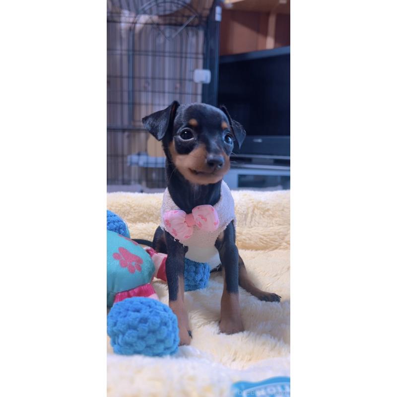 販売中の岐阜県のミニチュアピンシャー(ミニピン)-438851の5枚目