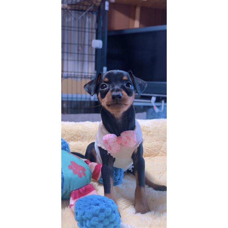 販売中の岐阜県のミニチュアピンシャー(ミニピン)-438851の4枚目