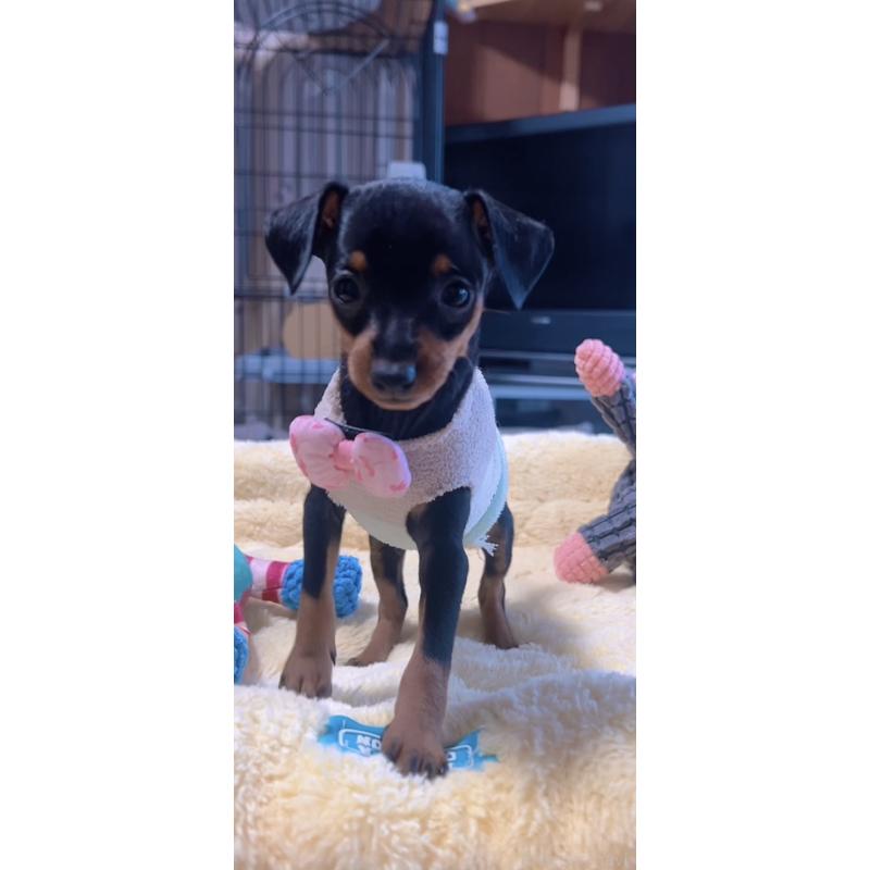 販売中の岐阜県のミニチュアピンシャー(ミニピン)-438851の3枚目