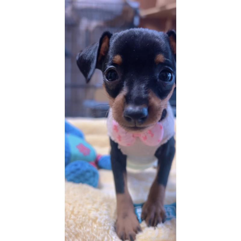 販売中の岐阜県のミニチュアピンシャー(ミニピン)-438851の2枚目